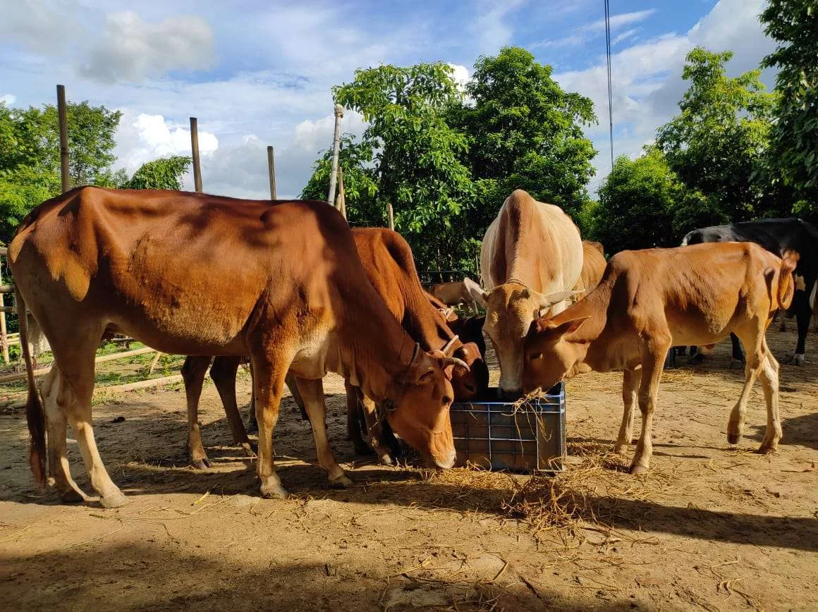 Livestock