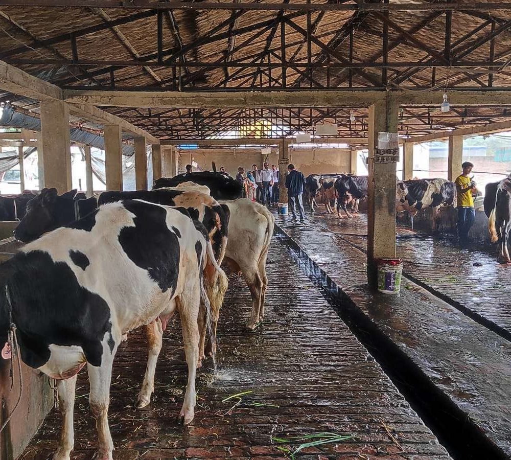 গরুর আরামদায়ক পরিবেশবান্ধব শেড(1)